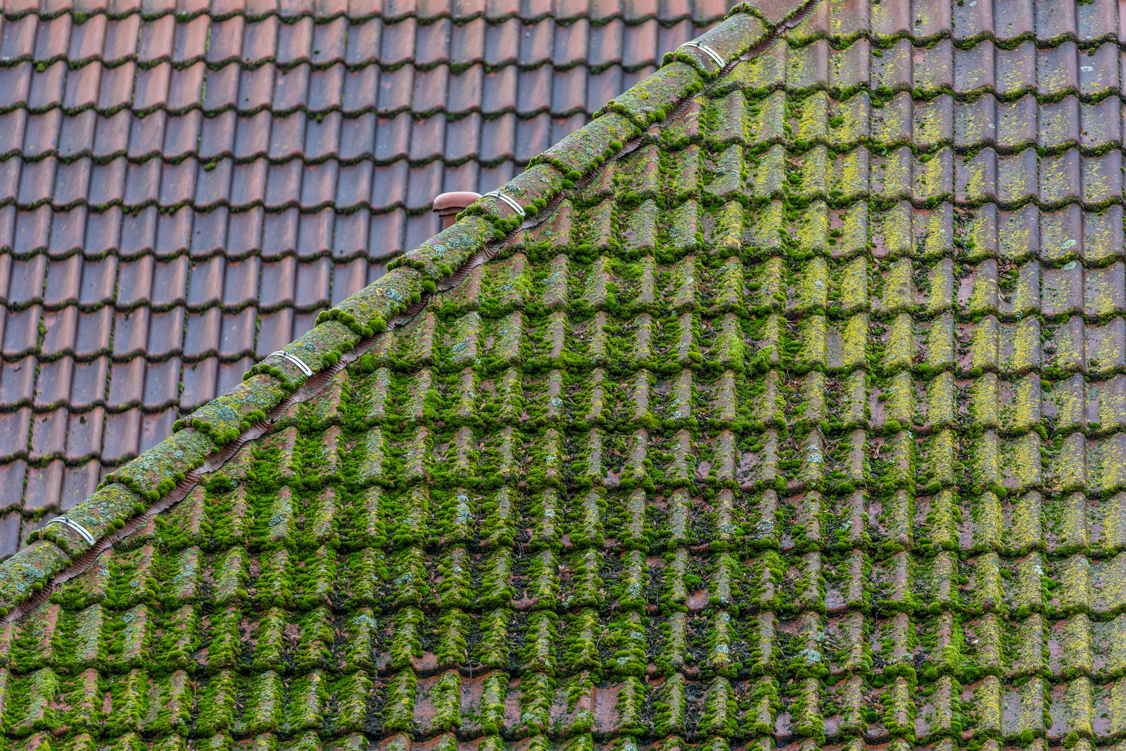 Moss on roof at Vancouver home